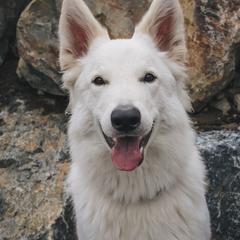 Ori - Berger Blanc Suisse
