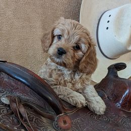 Cavapoos from Cherish Puppies