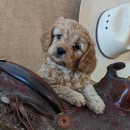 Cavapoos from Cherish Puppies