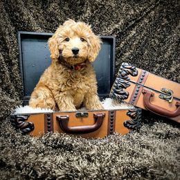 Goldendoodle Puppies from Ming’s Dynasty Doodles