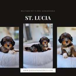 St. Lucia - Blue merle male Aussiedoodle puppy in North Royalton, Ohio from Johnson's Doodles