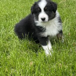 Australian Shepherd and Pembroke Welsh Corgi Puppies from Shellyn’s Pembroke Welsh Corgis & Aussies