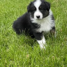 Australian Shepherd and Pembroke Welsh Corgi Puppies from Shellyn’s Pembroke Welsh Corgis & Aussies