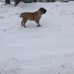 Mastiff All Grown Up from M K Mastiffs