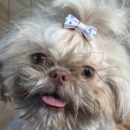 Shih Tzus from AKC Shih Tzu’s of the South