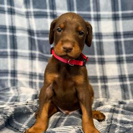 Red Collar - Red and rust male Doberman Pinscher puppy in Lake City, Florida from Paintedcrazy Doberman Pinchers
