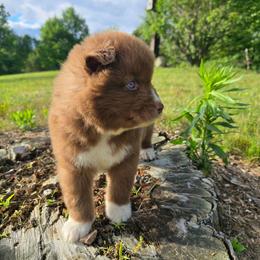 Peanut - Brown and white male Siberian Husky puppy in Addison, Michigan from Gray Run Siberian Huskies