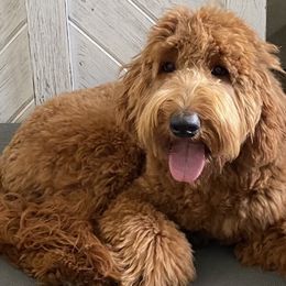 Goldendoodles and Poodles from Goldendoodles of San Diego