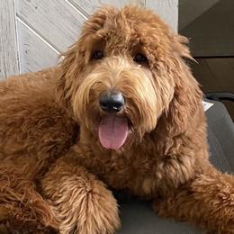 Goldendoodles and Poodles from Goldendoodles of San Diego