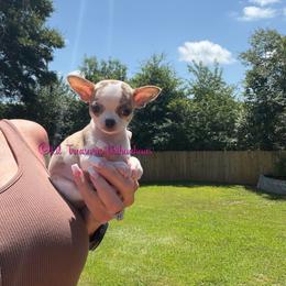 Jeremiah - Chocolate brindled fawn male Chihuahua puppy in Anderson, South Carolina from Lil Treasures Chihuahuas