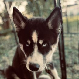 Leo - Black and white male Siberian Husky puppy in Rochester, Indiana from Dances With Huskies