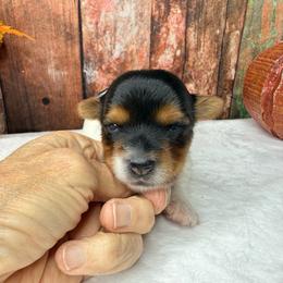 Nala 4500 - Black tan and white female Biewer Terrier puppy in Douglas, Georgia from South Georgia Yorkies and Biewers