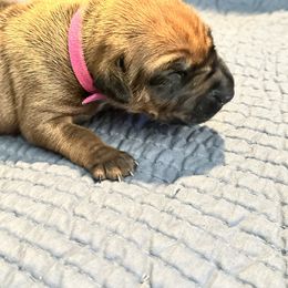 Girl 1 pink Collar - Rd whtn blk nose female Rhodesian Ridgeback puppy in Surprise, Arizona from Arizona Ridgebacker