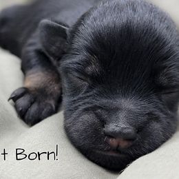 Chester AKC Champion Imported Lines - Black and silver male Miniature Schnauzer puppy in Saratoga Springs, Utah from Happy Beard Schnauzers