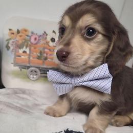 Parker - Chocolate and cream male Dachshund puppy in Batesville, Arkansas from Willow Tree Dachshunds