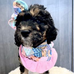 Gala - Phantom female Goldendoodle puppy in Holly Springs, Georgia from Libby Lou’s Goldendoodles