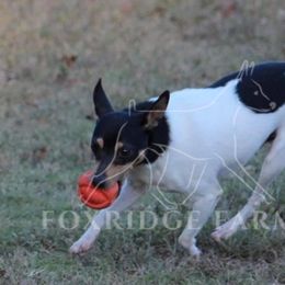 Toy Fox Terrier All Grown Up from Foxridge Farms