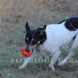 Toy Fox Terrier All Grown Up from Foxridge Farms