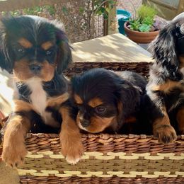 Cavalier King Charles Spaniel puppies from Abbey Road Cavaliers