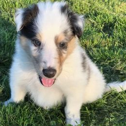Collies from Collies
