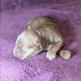 Marigold - Buff female Cockapoo puppy in Sunset, Louisiana from Cano Cockapoos
