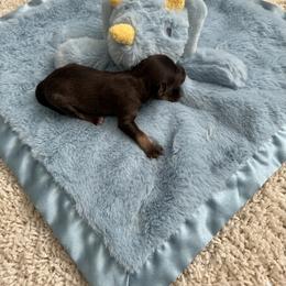 Woody - Liver male Miniature Schnauzer puppy in Salisbury, North Carolina from Truffle Tail Schnauzers