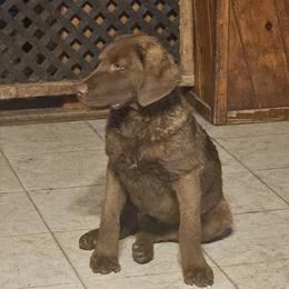 Yellow - Brown female Chesapeake Bay Retriever puppy in Merlin, Oregon from Creekside Chesapeakes