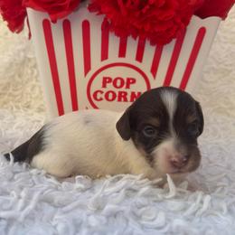 Eve - Chocolate and cream female Dachshund puppy in Colbert, Oklahoma from Brooke Crenshaw