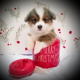 Pembroke Welsh Corgi Puppies from Ranch Hand Corgis