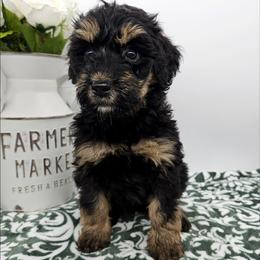 Periwinkle - Phantom female Bernedoodle puppy in Granton, Wisconsin from Rose River Farms