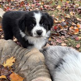 Dottie - Black tri-color female Australian Shepherd puppy in Piedmont, Oklahoma from 101 Aussies