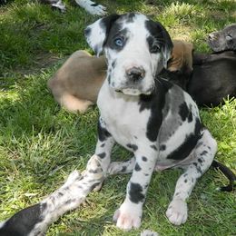 Great Danes from Southern Ohio Great Danes