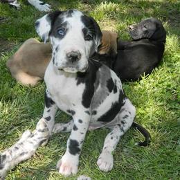 Great Danes from Southern Ohio Great Danes