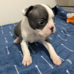 Boston Terrier Puppies from Maplecrest's Boston Terriers