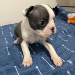 Boston Terrier Puppies from Maplecrest's Boston Terriers