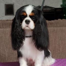 Paris - Cavalier King Charles Spaniel