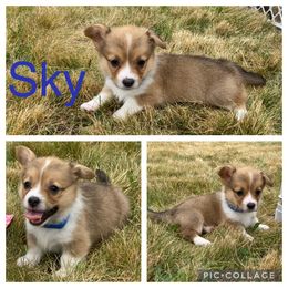 Pembroke Welsh Corgi Puppies from Morgan Corgis