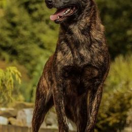 Belgian Malinois and Dutch Shepherds from Allpurposek-9
