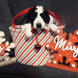 Goldendoodle Puppies from J’s Goldendoodles