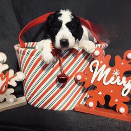 Goldendoodle Puppies from J’s Goldendoodles