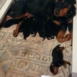 Rottweiler Puppies from Von Liebenhaus Rottweilers