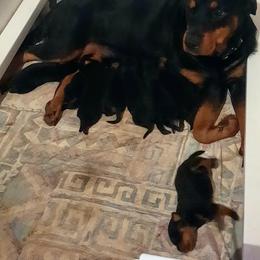 Rottweiler Puppies from Von Liebenhaus Rottweilers