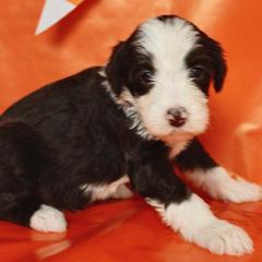 Maple - Sable female Bordoodle puppy in Oak Hill, West Virginia from Highlands Bordoodles