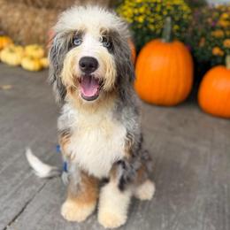 Lassie (trained puppy) - Blue merle female Bernedoodle puppy in Dundee, Ohio from Down Home Doodle