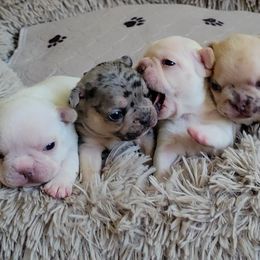 French Bulldogs from Bat Dog Frenchies