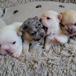 French Bulldogs from Bat Dog Frenchies