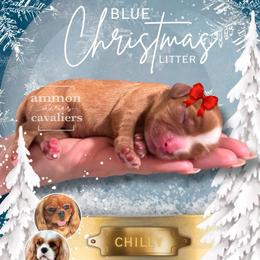 Chilly - Ruby female Cavalier King Charles Spaniel puppy in Ammon, Idaho from Ammon Acres Cavaliers