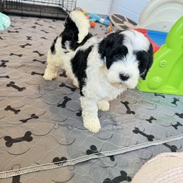 Portuguese Water Dog Puppies from Cornerstones Porties