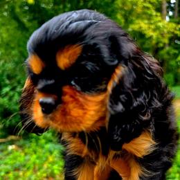 Vienna - Black and tan female Cavalier King Charles Spaniel puppy in Watsontown, Pennsylvania from Huntsman Cavaliers