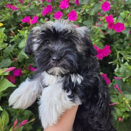 Sable Girl - Gold sable female Havanese puppy in Vinita, Oklahoma from Locust Creek Shih Tzu & Havanese
